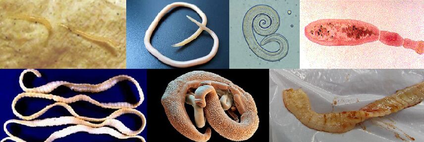 Diferite tipuri de paraziți
