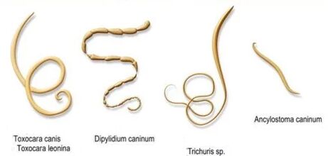 viermi și numele lor