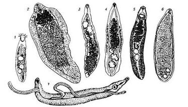 Trematode (viermi plate)