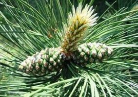 Pin pentru curățarea corpului paraziților