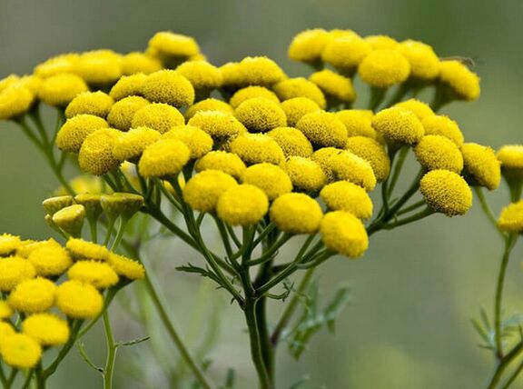 tansy - un remediu pentru paraziți